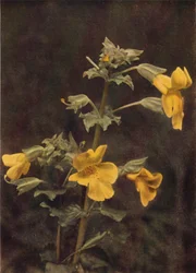 Fleurs Sauvages : Mimule