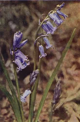 Fleurs sauvages : Jacinthe sauvage