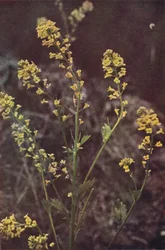 Fleurs sauvages : Roquette jaune