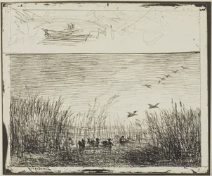 Marais avec des canards