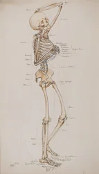 Étude [Squelette humain (os légendés)], c.1884