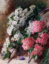 Fleurs. Peinture de Charles Henry Slater (1820-1890) Collection privee