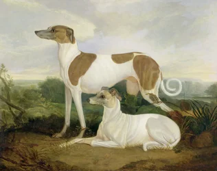 Deux lévriers dans un paysage