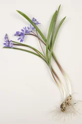 Tableau botanique de Chionodoxa forbesii