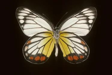 Delias hyparete, Mâle