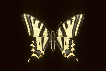 Papilio alexanor