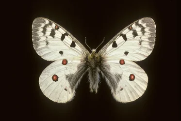 Parnassius phoebus, Petit apollon