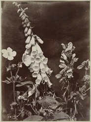 Nature morte de fleurs avec digitale