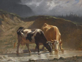 Vaches à l