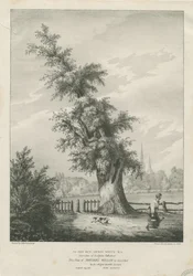 Lichfield - Le saule du 