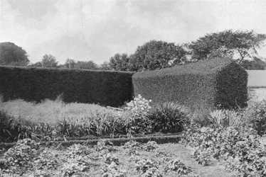 Haies de buis dans le jardin potager