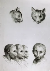 Similarités entre la tête d