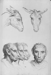 Similarités entre la tête d