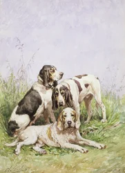 Un groupe de chiens français