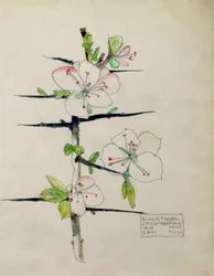 Prunellier, Chiddingstone, Kent, 1910
