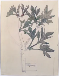 Sureau, Walberswick, 1915
