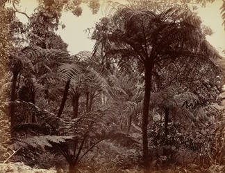 Jardins de Hakgala, Nuwara Eliya