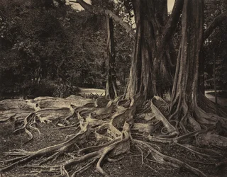 Arbre à caoutchouc, Assam, Inde Ficus Elastica, vers 1880