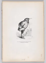 Vieux, cassé, haggard, fantasque, mais bon, dévoué et domestique par tempérament, vers 1837-47