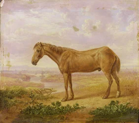Old Billy, un cheval de trait, âgé de 62 ans