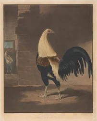 Combat de coqs [une paire] : 1. Le coq emplumé