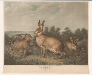 Trois lièvres