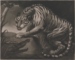 Tigre et crocodile