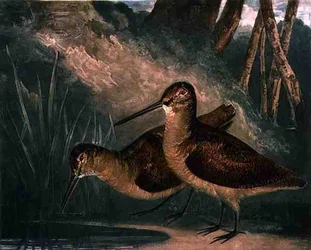 Bécasses, planche 4 de « British Feather Game », gravée par l