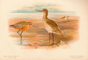 Barge rousse Limosa rufa, chevalier gambette Totanus, 1900, 1900