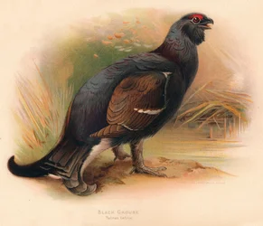 Tétras lyre Tetrau tetrix, 1900, 1900