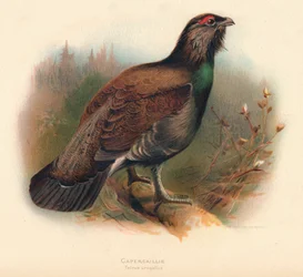 Grand Tétras Tetrao urogallus