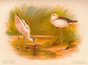 Avocette élégante Recurvirostra avosetta, Échasse blanche Himantopus melanopterus