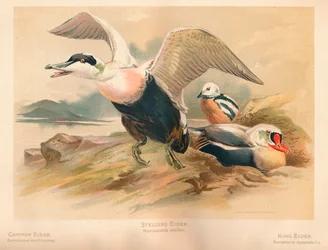 Eider à duvet Somateria mollissima, Eider de Steller Heniconnetta stelleri, Eider à tête grise Somateria