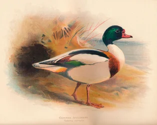Tadorne de Belon, 1900
