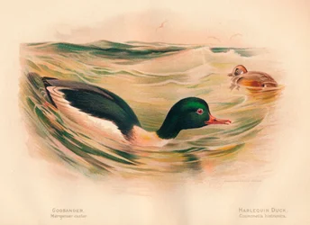 Harle bièvre, Harlequin Duck, 1900