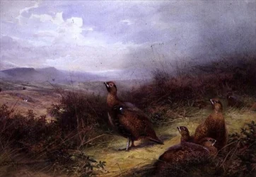 Tétras dans les Highlands