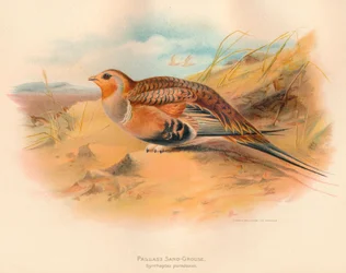 Ganga de Pallas Syrrhaptes paradoxus, 1900