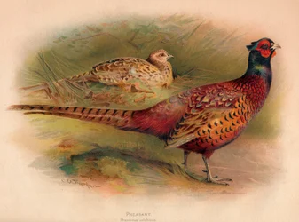 Faisan Phasianus colchicus, 1900