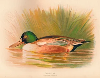 Canard souchet Spatula clypeata, 1900