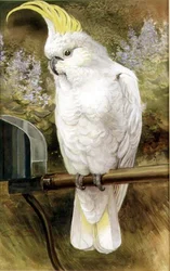 Cacatoès à huppe jaune