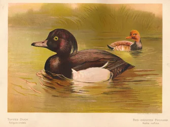 Canard morillon Fuligata cristata, Nette rousse Netta rufina, 1900