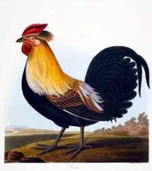 Coq (Phasianus), gravé par Robert Havell Jr. (1793-1878), 1835
