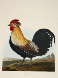 Coq, Phasianus, publié en 1835.