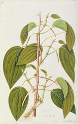 Feuille de bétel, de Cinquante-cinq dessins de plantes médicinales de Malacca, Volume 1, c.1805-18
