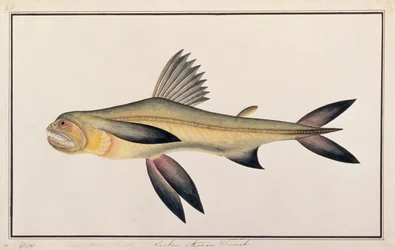 Bombay Duck, de dessins de poissons de Malacca, c.1805-18