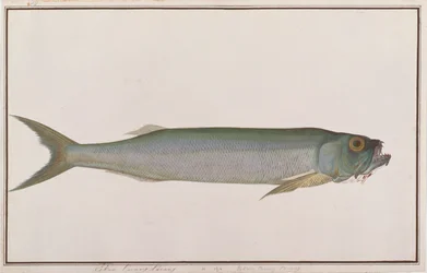 Dorab loup-hareng, de dessins de poissons de Malacca, c.1805-18