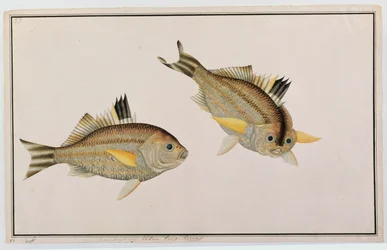 Eekan King-kerong, des dessins de poissons de Malacca, c.1805-18