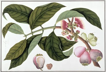 Eugenia ou Jamboo Teloie poote, de Dessins de plantes de Malacca, c.1805-18