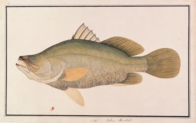 Perche géante, des dessins de poissons de Malacca, c.1805-18