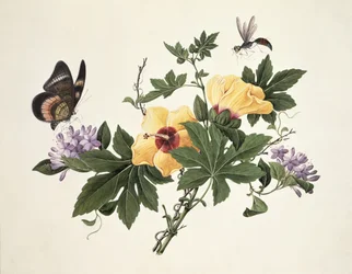 Hibiscus et papillon